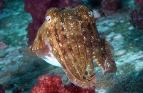 Birmanie - Mergui - 2018 - DSC02740 - Broadclub cuttlefish - Seiche - Sepia latimanus
